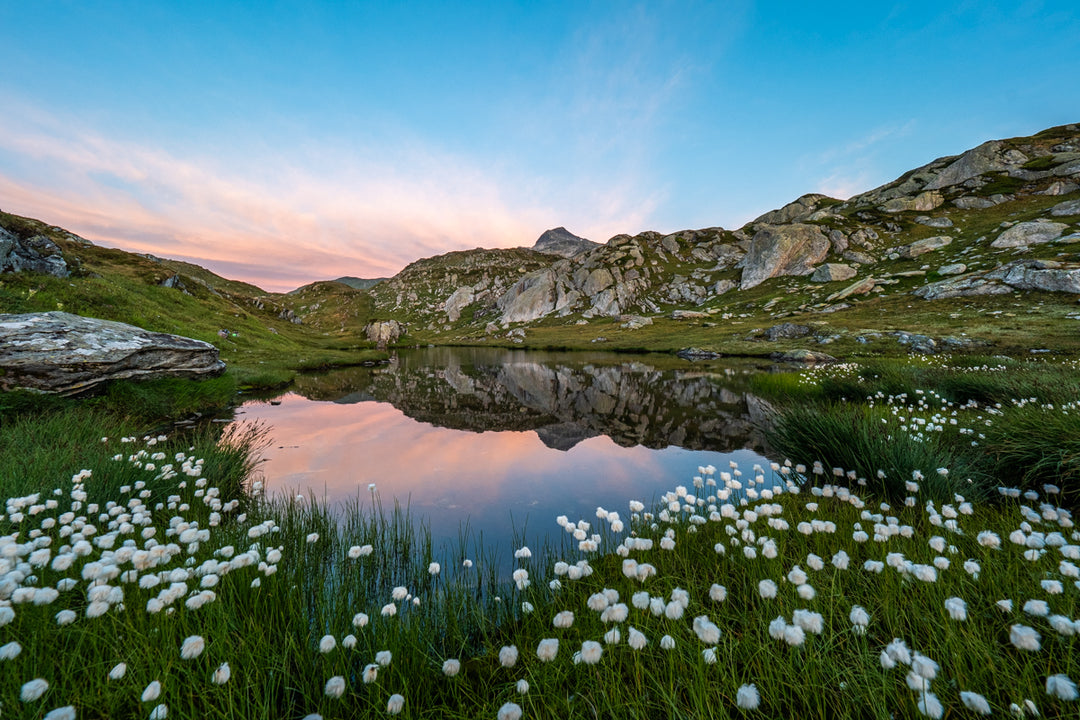 Alpine Lake Near Grimsel Pass And Cotton Grass | Original Print