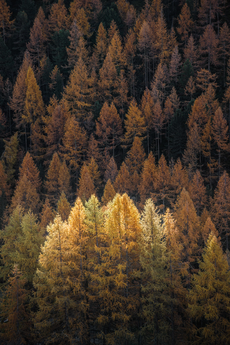 Goldener Lärchenwald in Zermatt | Original Print