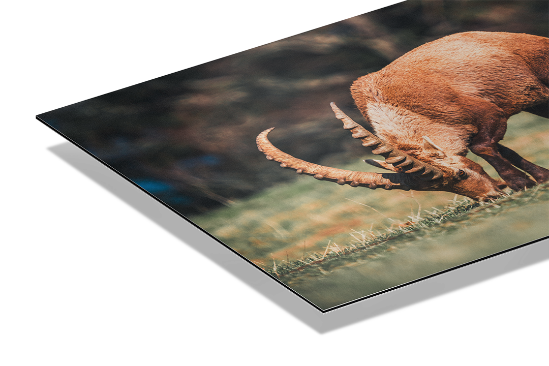 Ibex Grazing 2 | Original Print