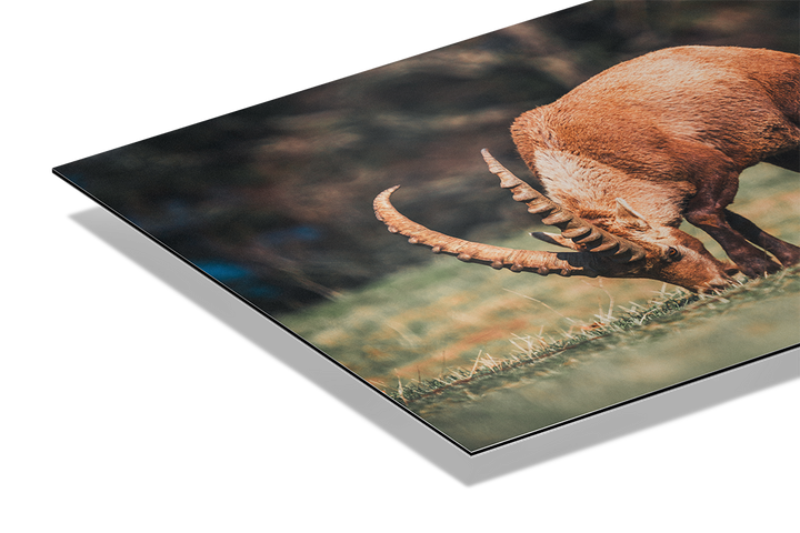 Ibex Grazing 2 | Original Print