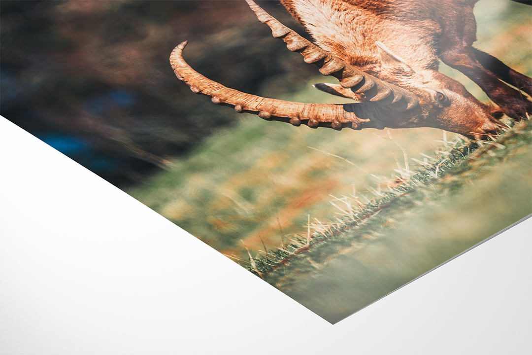Ibex Grazing 2 | Original Print