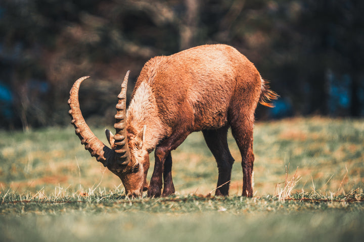 Ibex Grazing 2 | Original Print