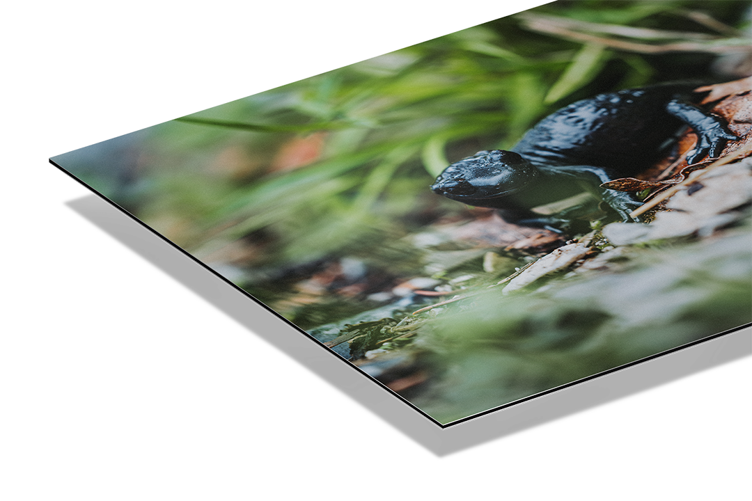 Black Alpine Salamander | Original Print