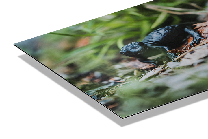 Black Alpine Salamander | Original Print