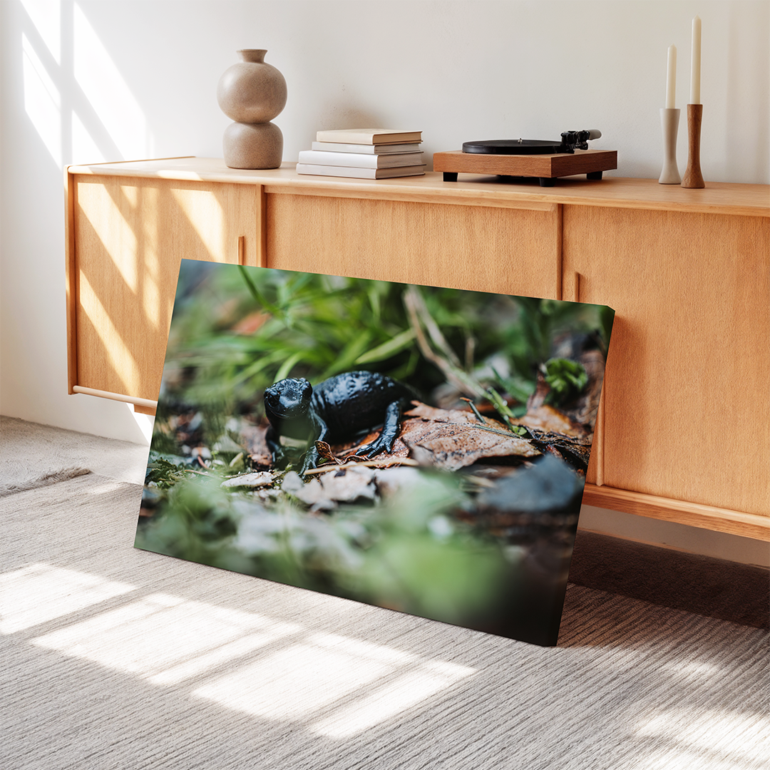 Black Alpine Salamander | Original Print
