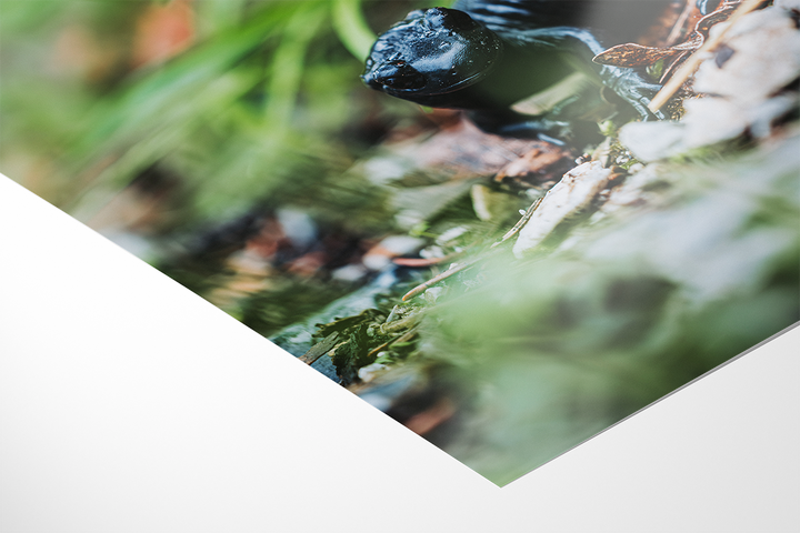 Black Alpine Salamander | Original Print