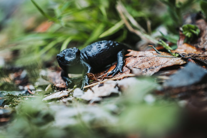 Black Alpine Salamander | Original Print