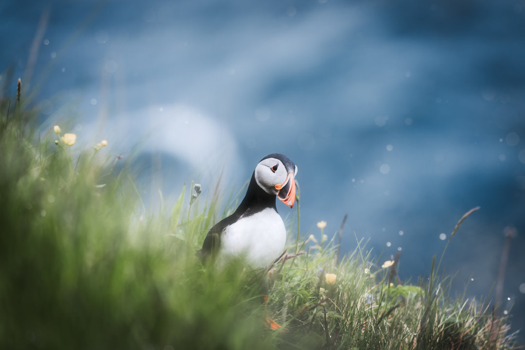 Puffin on Faroe Islands | Original Print